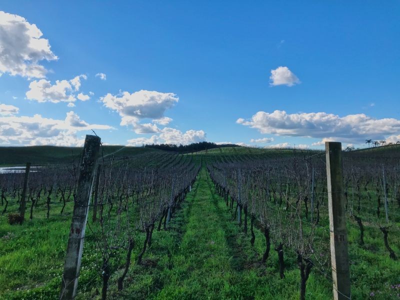 Flores da Cunha - RS